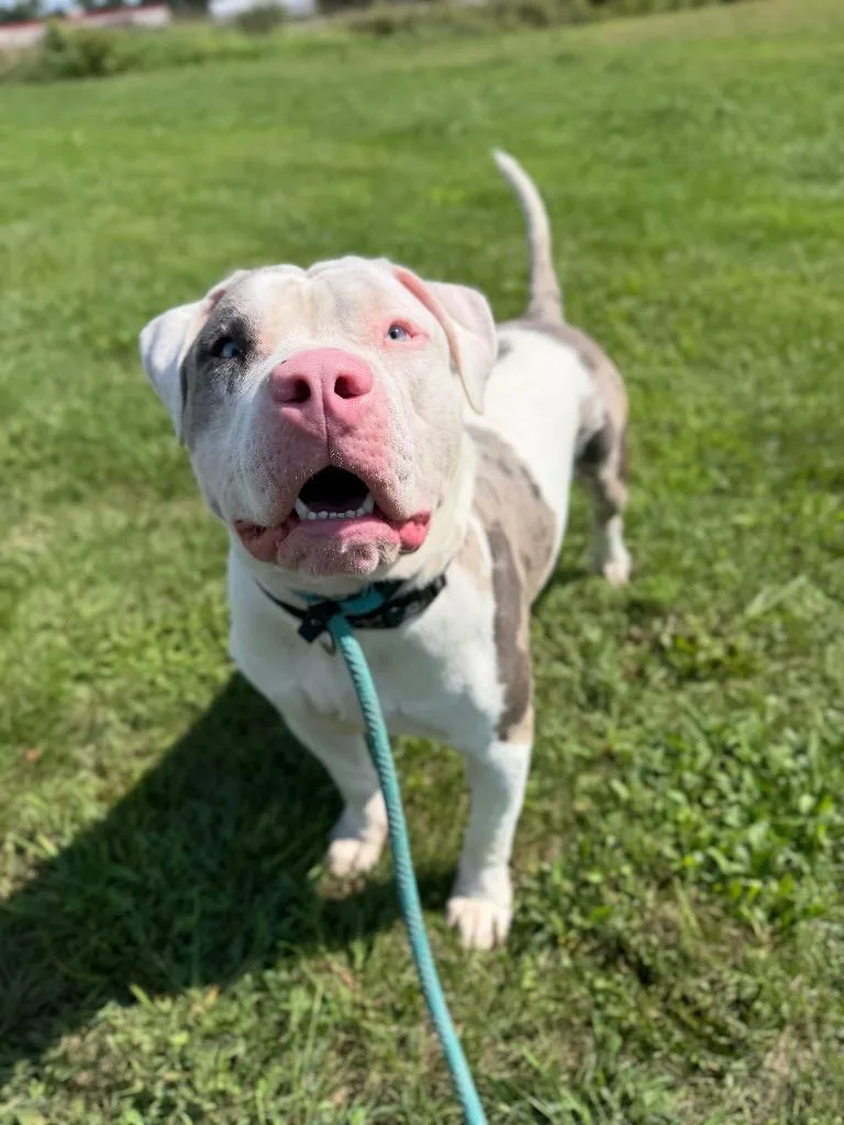 A young medium-sized male American Staffordshire Terrier dog named Bubba for adoption in Pierceton, IN