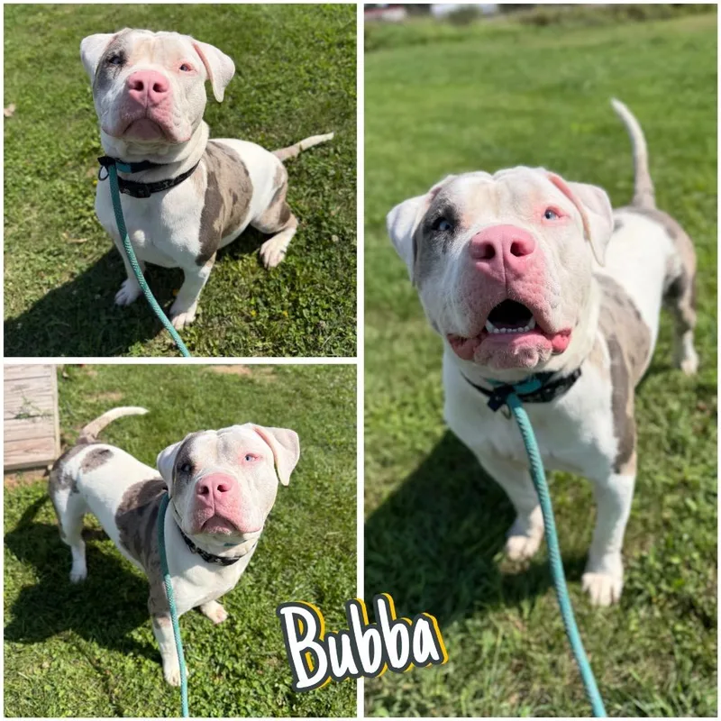 Bubba thumbnail 4
