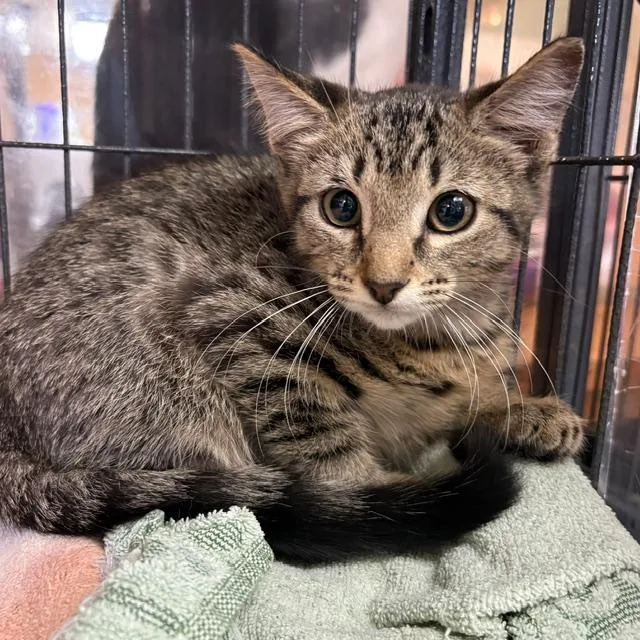 A young medium-sized female Tabby (Brown / Chocolate) Tabby cat named Carrie for adoption in Porter, TX