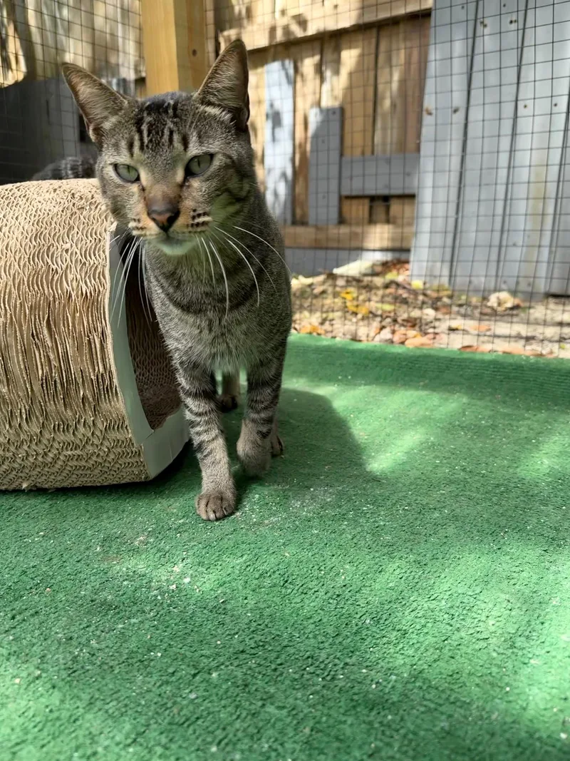 An adult medium-sized male Tabby (Gray / Blue / Silver) Domestic Short Hair cat named Rico Suave for adoption in Homestead, FL