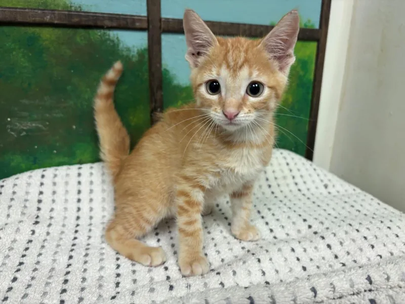 A baby small-sized male Domestic Short Hair cat named Kona for adoption in Houston, TX