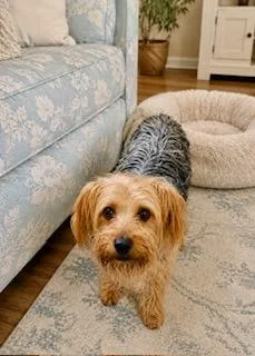 A young small-sized female Golden Yorkshire Terrier dog named Polly for adoption in Tifton, GA