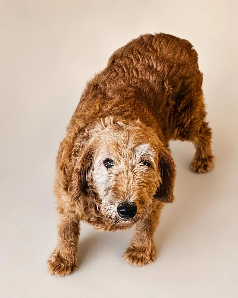 An adult medium-sized female Goldendoodle dog named Macy for adoption in Wooster, OH