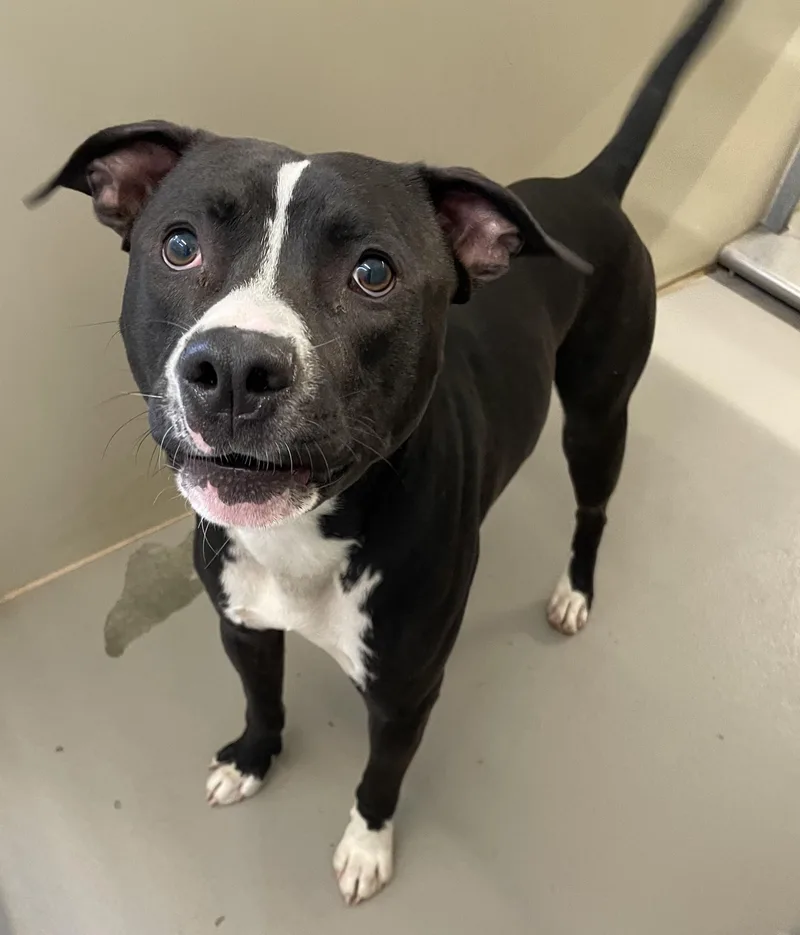 A young medium-sized male Black Pit Bull Terrier dog named Cashew Hold for adoption in Canton, OH