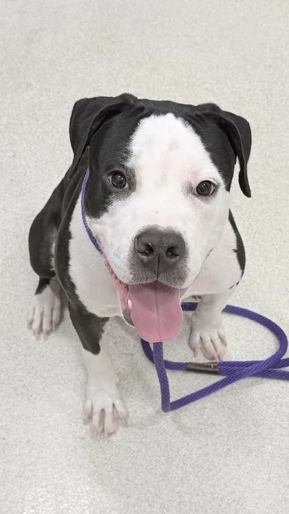 An adult large-sized male American Bulldog dog named Dynamite for adoption in Honolulu, HI
