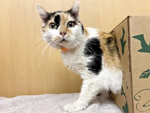 An adult medium-sized female Domestic Short Hair cat named Slipperwitz for adoption in Saint Louis, MO