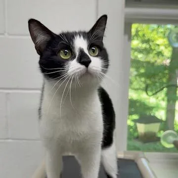 A young medium-sized female Black Domestic Short Hair cat named Junie for adoption in Walnut Cove, NC