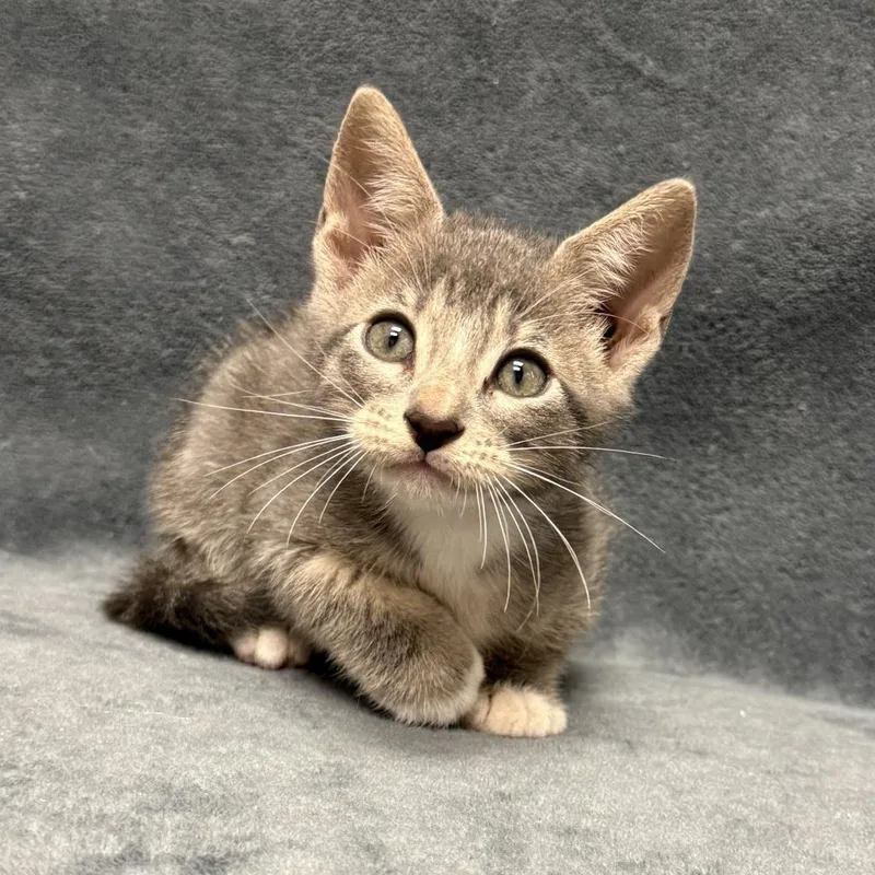 A baby medium-sized male Domestic Short Hair cat named Willard for adoption in Brenham, TX