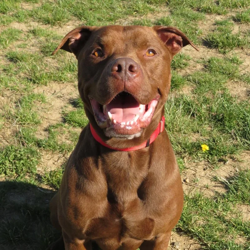 An adult large-sized male Brown / Chocolate Pit Bull Terrier dog named Cedar for adoption in Oakville, WA