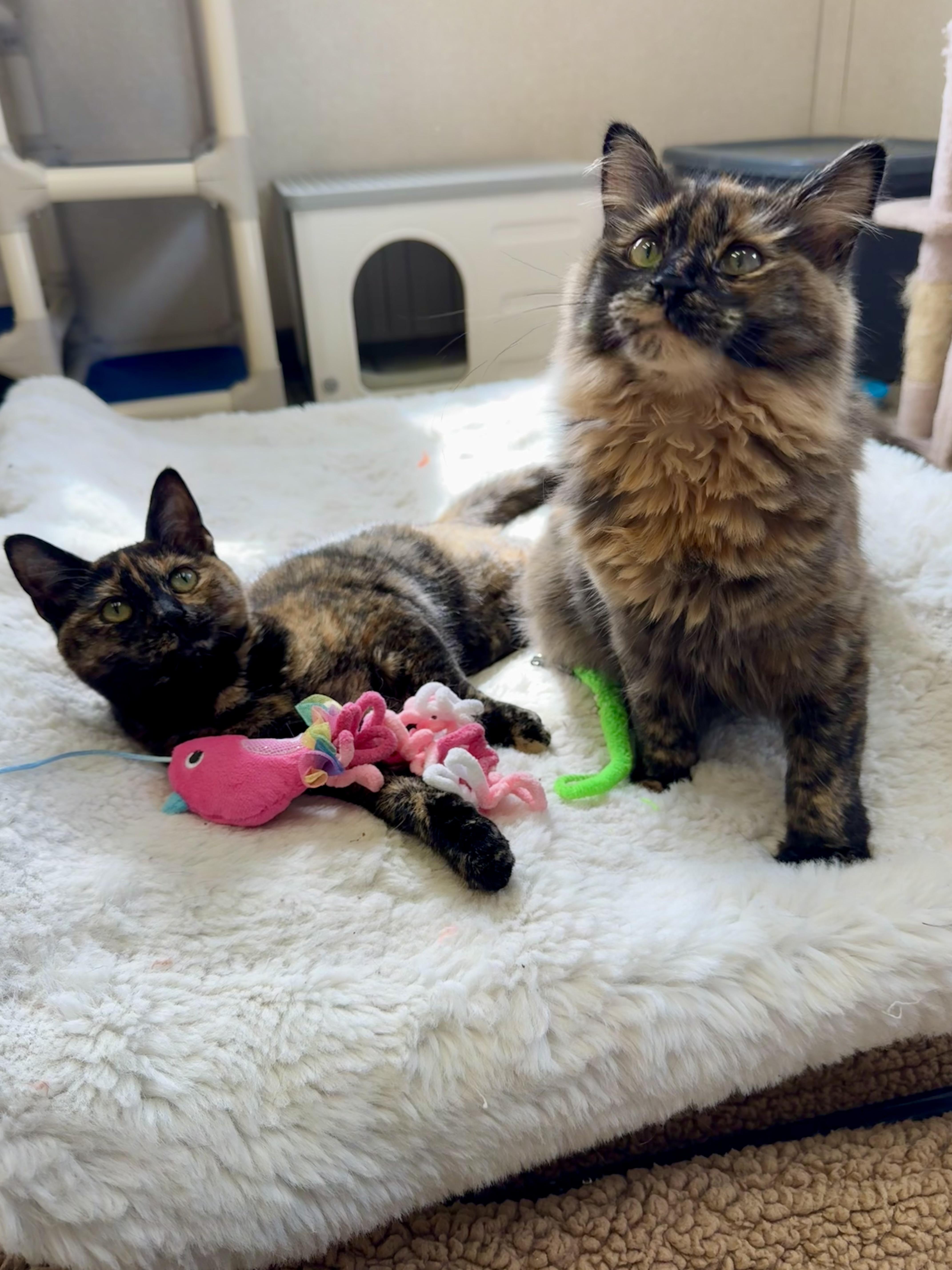 A young medium-sized female Tortoiseshell Domestic Medium Hair cat named Maple and Toffee for adoption in Salem, NH