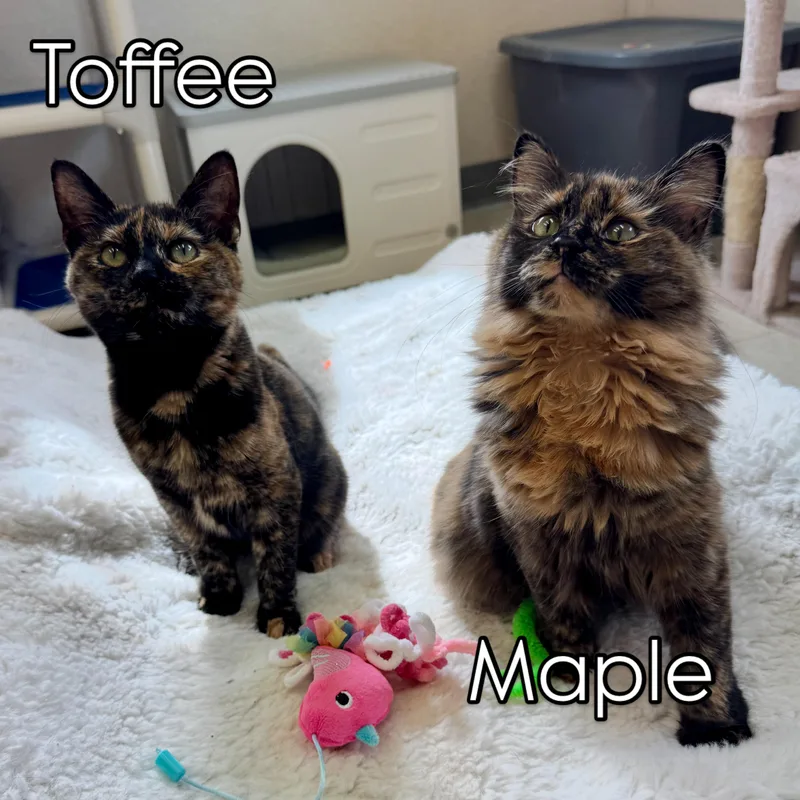 Maple and Toffee thumbnail 3