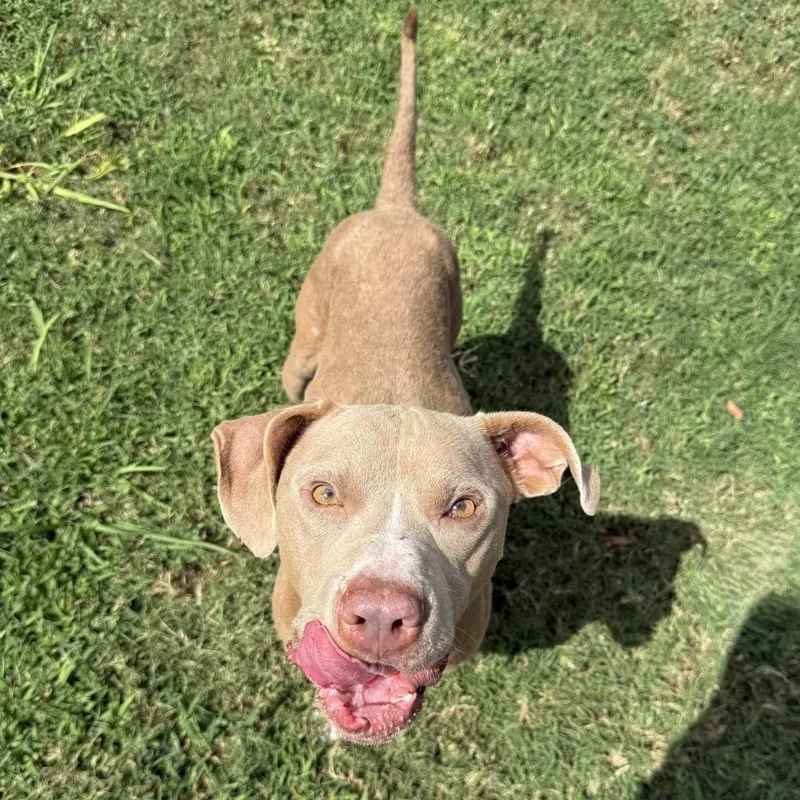 A young medium-sized male Pit Bull Terrier dog named Chewy for adoption in Brenham, TX
