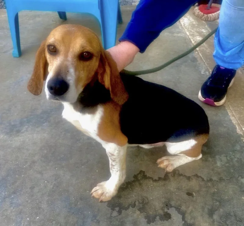 An adult small-sized male Tricolor (Brown, Black, & White) Beagle dog named Kirby for adoption in Hartwell, GA