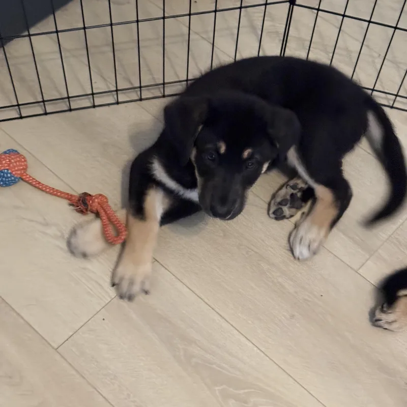 Ruby And Hera