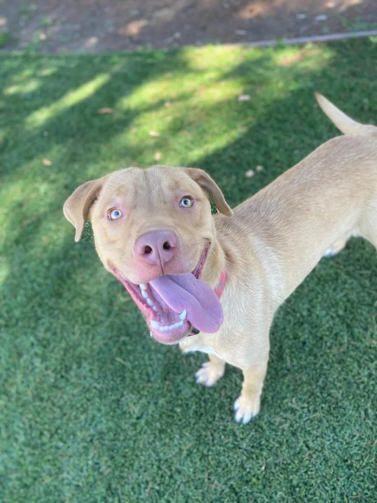 A young large-sized male Labrador Retriever dog named Butters for adoption in Chico, CA