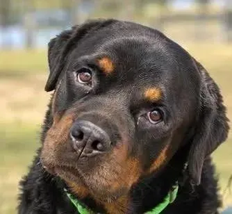An adult large-sized male Black Rottweiler dog named Bear for adoption in Polk, OH