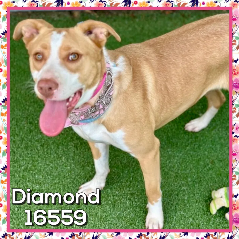 A young medium-sized female Golden Mountain Cur dog named Diamond for adoption in Marietta, GA