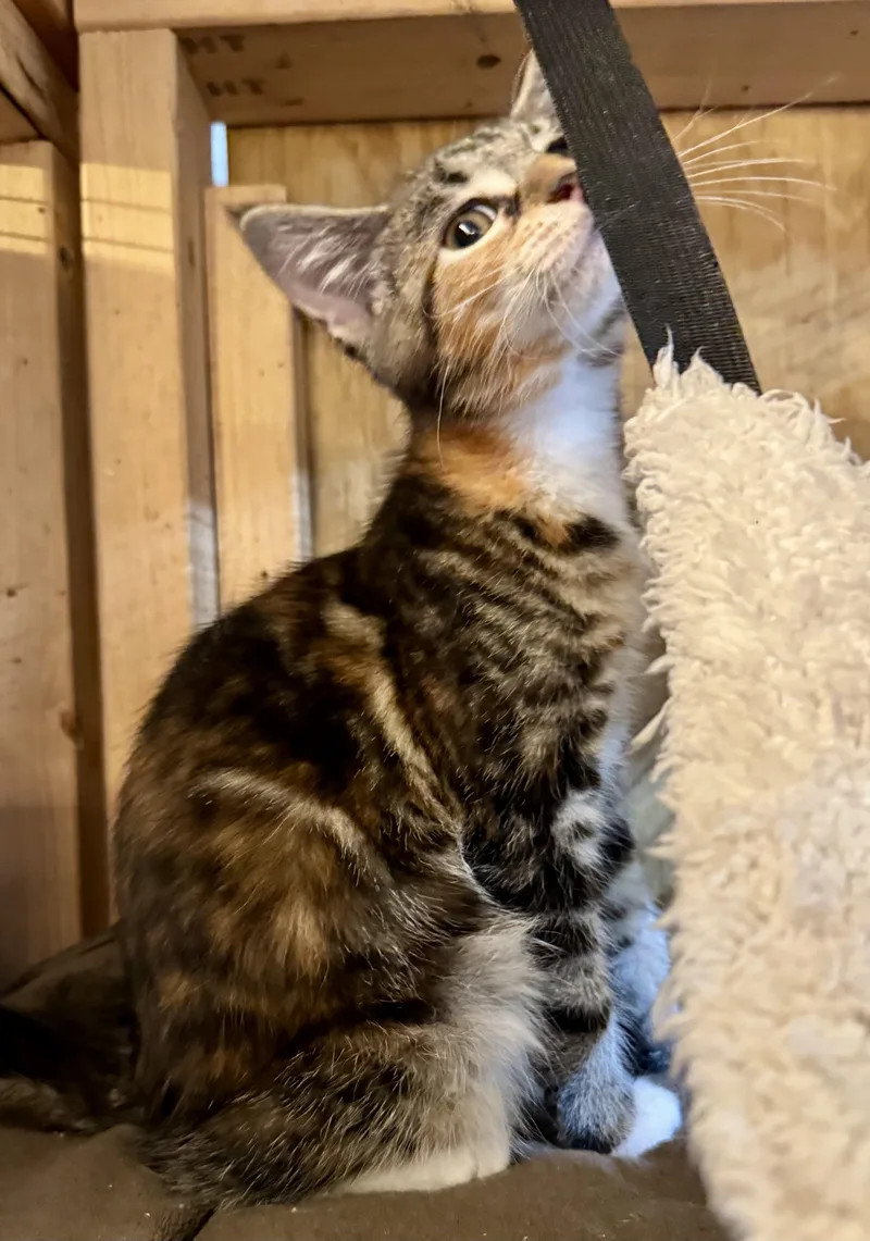 A young medium-sized female Domestic Short Hair cat named Mugi for adoption in Centerville, GA