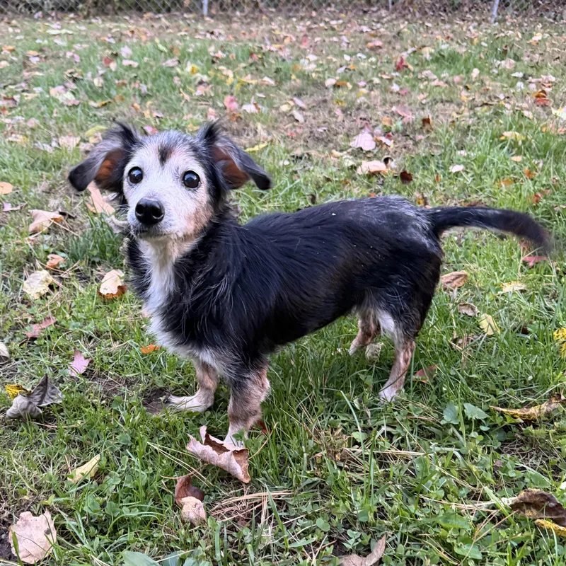 A senior small-sized female Black Dachshund dog named Nellie for adoption in Pelham, NH