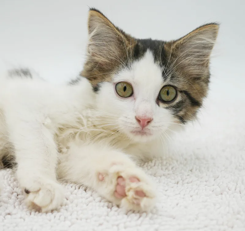 A baby small-sized male White Turkish Angora cat named Bowie is  to for adoption in Bedford Hills, NY