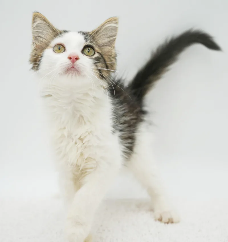Bowie is  to thumbnail 2