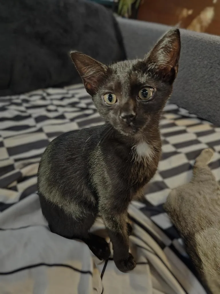 A baby small-sized female Domestic Short Hair cat named Cosette for adoption in Roanoke, TX