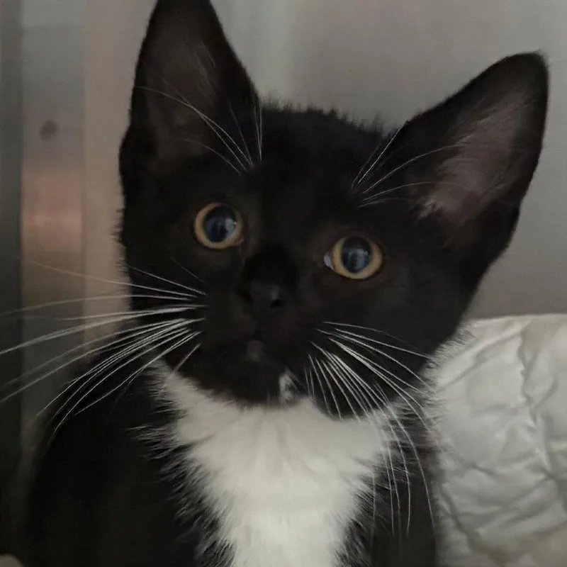 A baby small-sized female Black Domestic Short Hair cat named Pudge for adoption in East Hanover, NJ