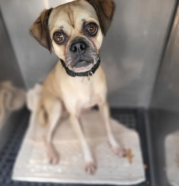 An adult small-sized male Pug dog named Pen  Aldo for adoption in Lawrenceville, GA