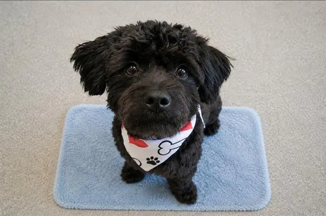A young medium-sized male Poodle dog named Koda for adoption in Tustin, CA