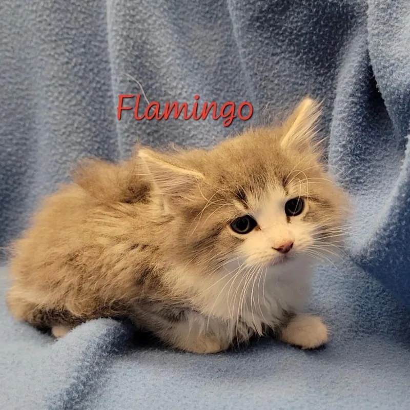 A baby small-sized female Gray / Blue / Silver Domestic Long Hair cat named Flamingo for adoption in Parkersburg, WV