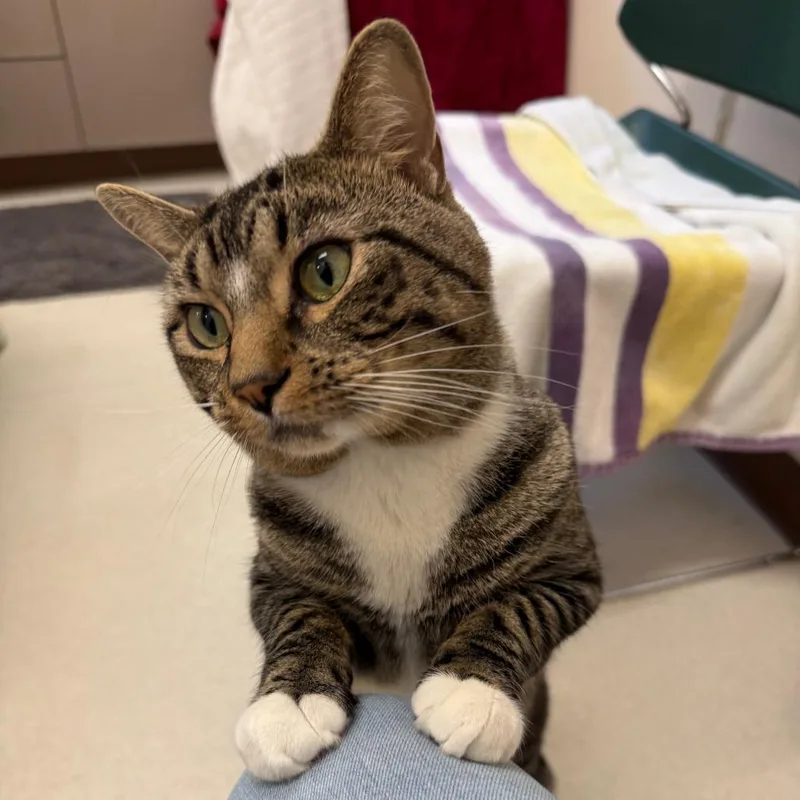 An adult medium-sized male Domestic Short Hair cat named Cinna for adoption in Springfield, MA