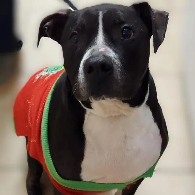 Herschel ~~ Visit Me thumbnail 3