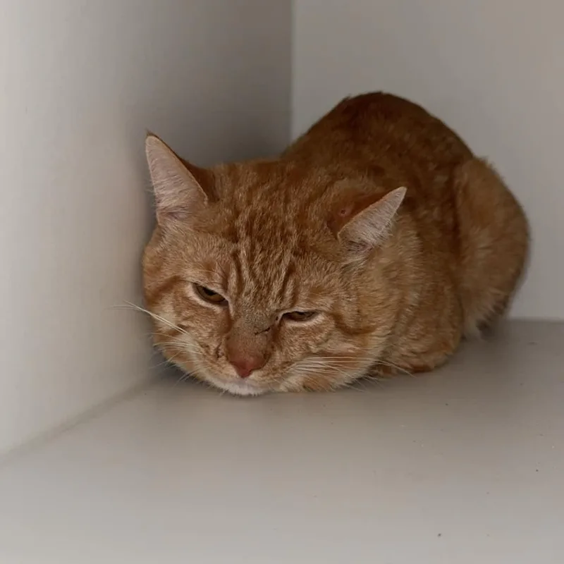 An adult large-sized male American Shorthair cat named Liono for adoption in Danbury, CT