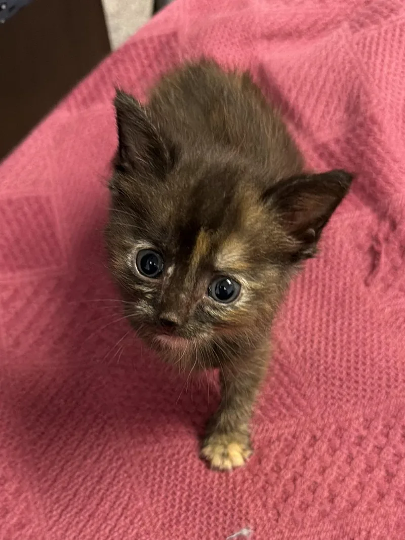 A young medium-sized female Tortoiseshell Domestic Short Hair cat named Moka for adoption in Greensboro, NC