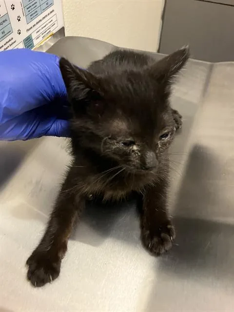 A baby small-sized female Domestic Short Hair cat named Princess for adoption in Long Beach, CA