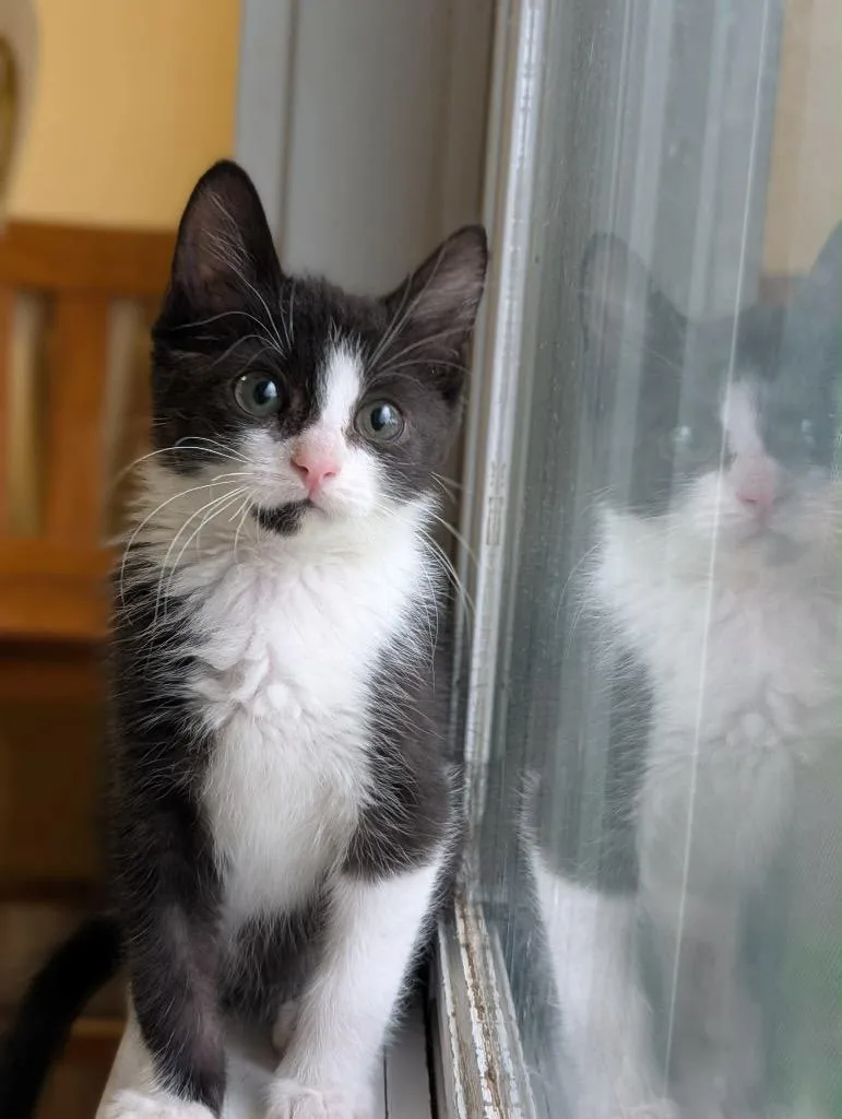 A baby small-sized male Domestic Short Hair cat named J Wellington for adoption in Gorham, ME