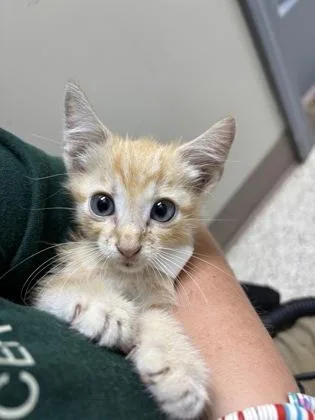 A baby small-sized male Domestic Short Hair cat named Flame for adoption in Conway, AR