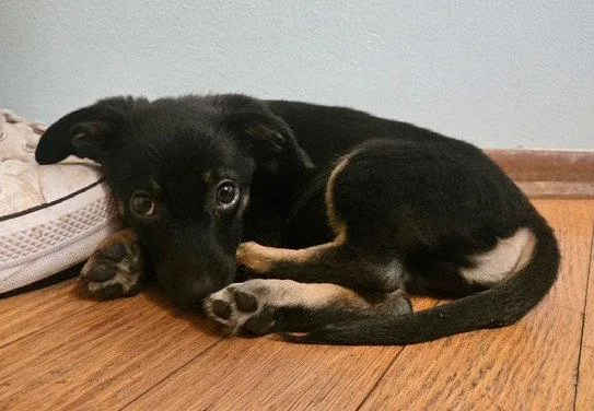 A baby small-sized male Terrier dog named Basil for adoption in North Prairie, WI