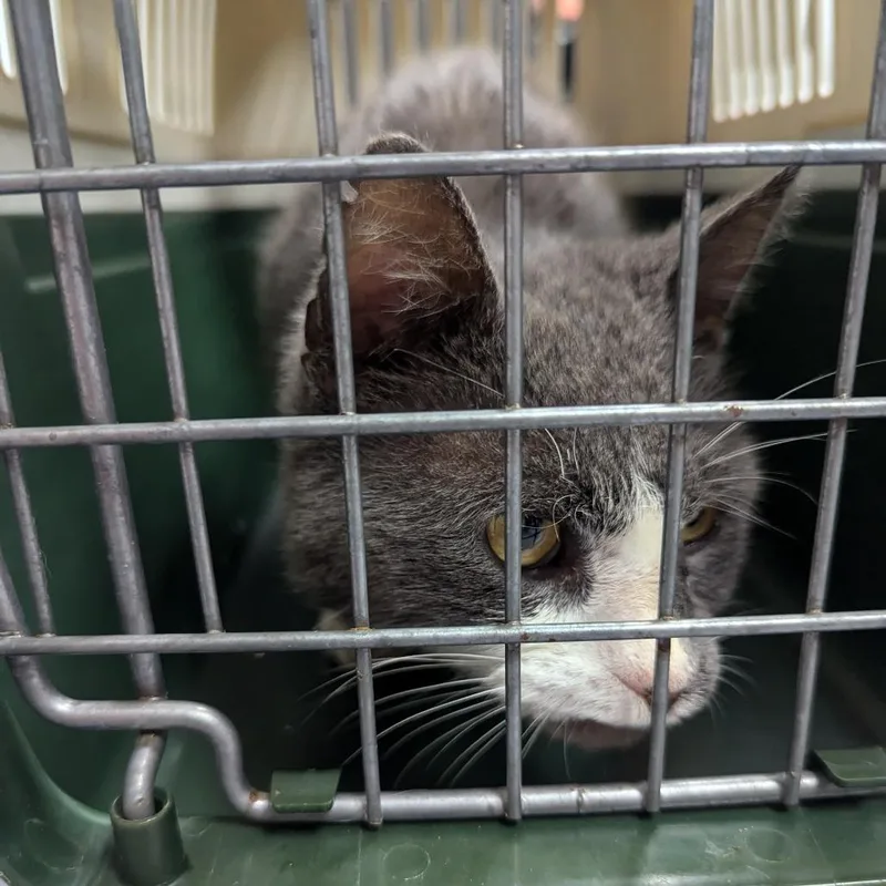 An adult large-sized male Domestic Short Hair cat named Pal for adoption in Charlottesville, VA