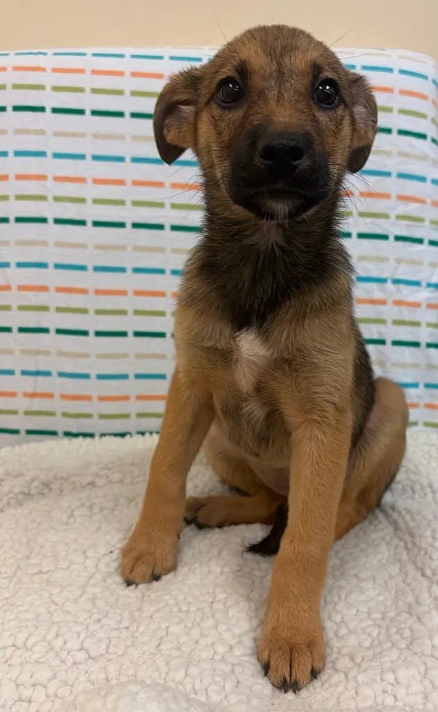 A baby large-sized female Shepherd dog named Slider for adoption in Clinton, SC