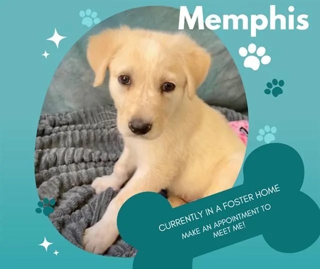 A baby large-sized male Australian Cattle Dog / Blue Heeler dog named Memphis for adoption in Salinas, CA