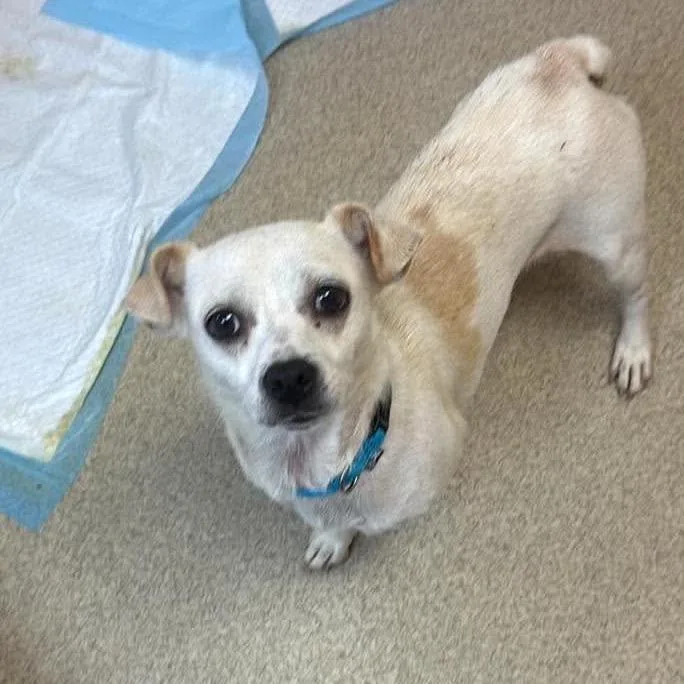 An adult small-sized female Apricot / Beige Chihuahua dog named Bianca for adoption in Naperville, IL
