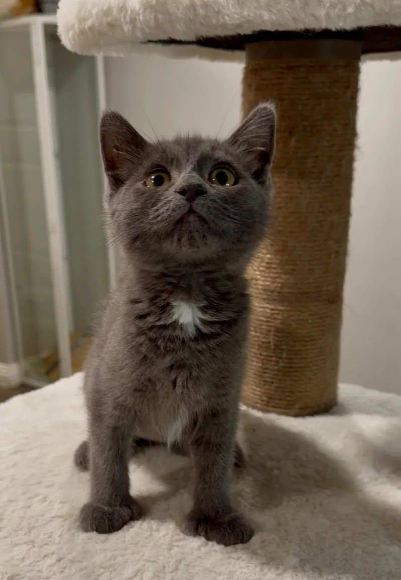 A baby medium-sized female Gray / Blue / Silver Domestic Medium Hair cat named Sterling for adoption in Oakley, CA