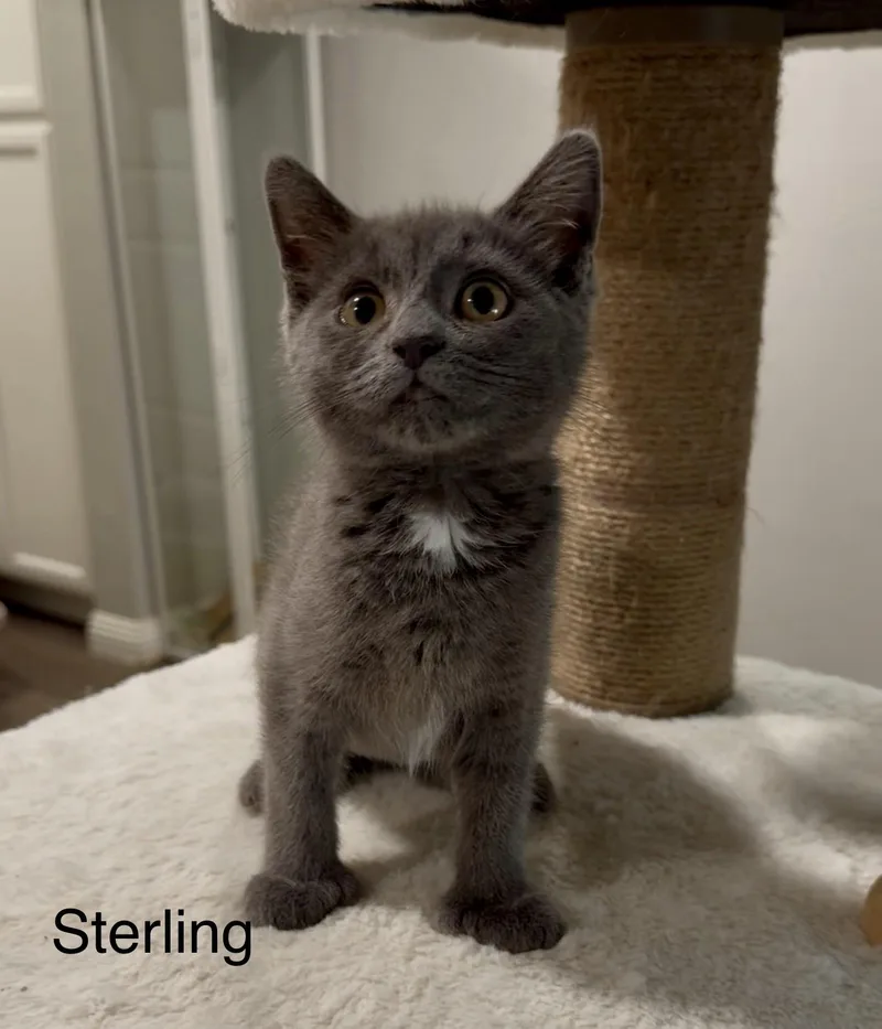 Sterling thumbnail 2