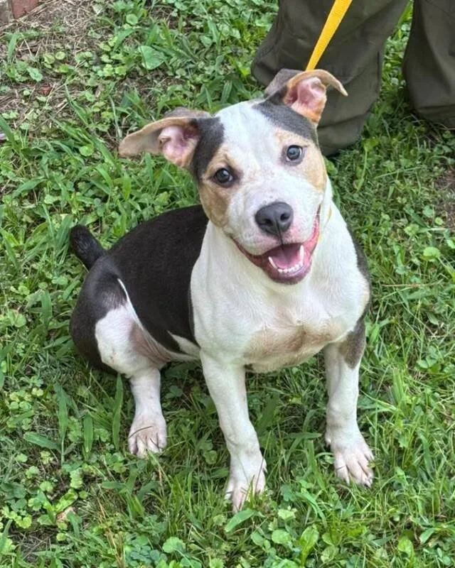 A young medium-sized female Tricolor (Brown, Black, & White) Pit Bull Terrier dog named Taki for adoption in Jackson, TN