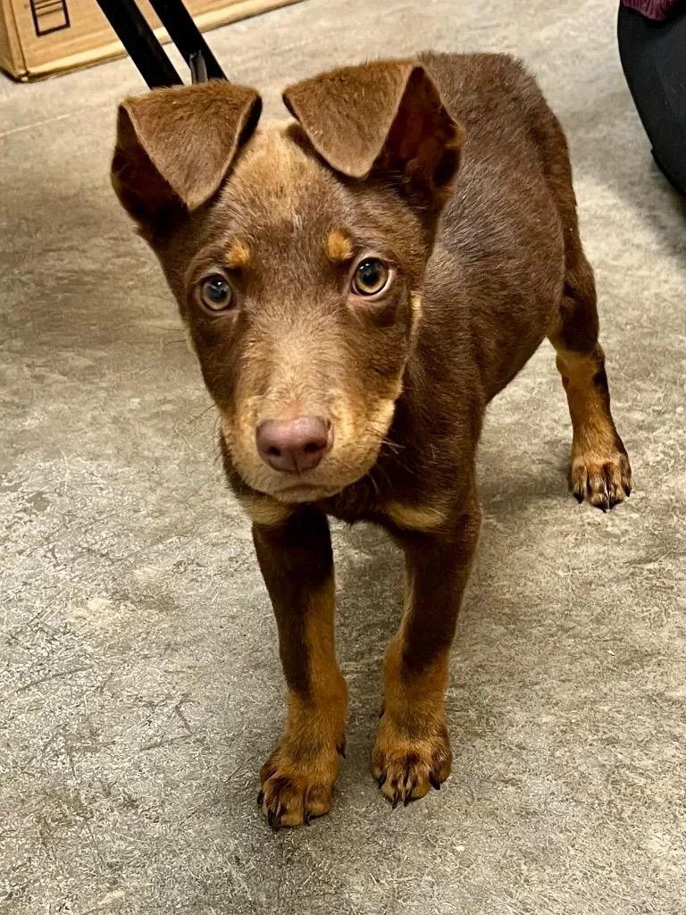 A baby large-sized male Catahoula Leopard Dog dog named Hobbit for adoption in Clinton, SC