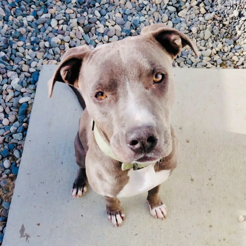An adult medium-sized male Mixed Breed dog named Asher for adoption in Wilsall, MT