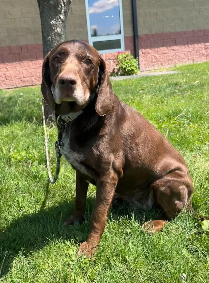 A senior medium-sized female Brown / Chocolate Labrador Retriever dog named Birdie for adoption in Maryville, MO