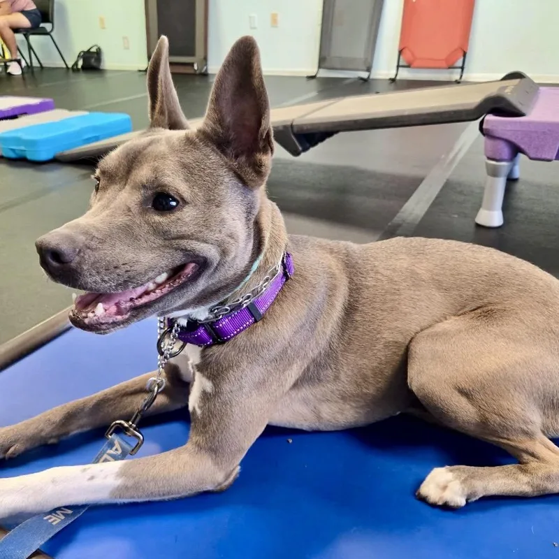 An adult medium-sized female Gray / Blue / Silver Staffordshire Bull Terrier dog named Tater tot  Darla for adoption in North Port, FL