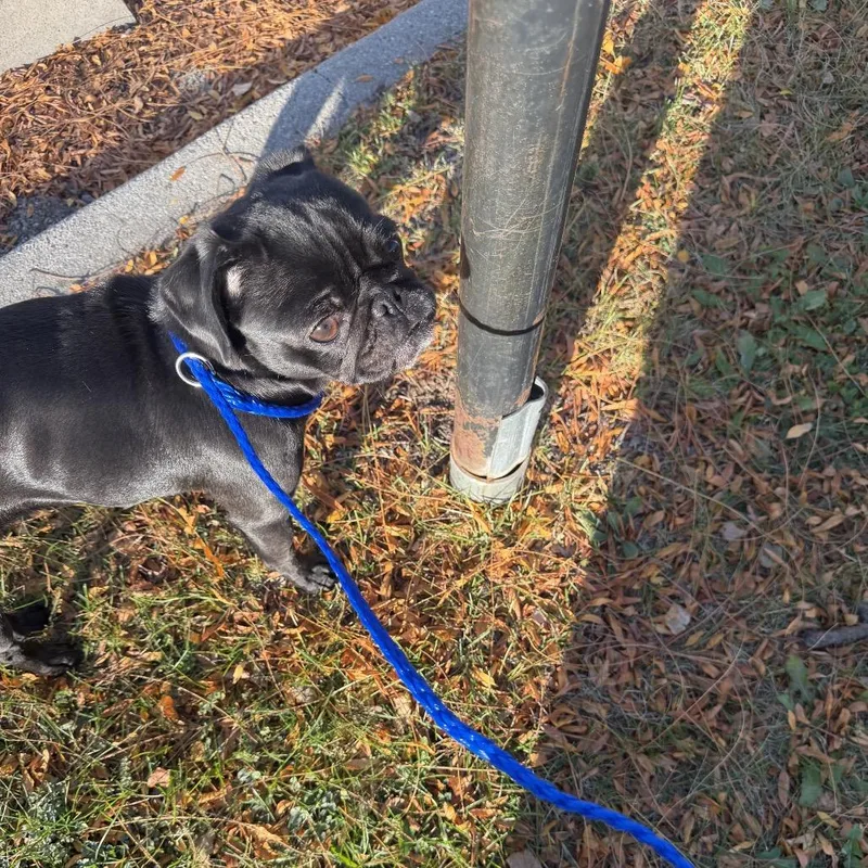 An adult small-sized female Pug dog named Jessica ~ Coming Soon!!! for adoption in Chicago, IL
